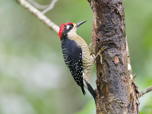 <h3><a href="/trips/costa-rica/biota/animalia/chordata/aves/039 piciformes/009 picidae/melanerpes pucherani/melanerpes pucherani-nl.html">Melanerpes&nbsp;pucherani</a> / Black‑cheeked&nbsp;woodpecker / Zwartwangspecht</h3>OM-1 met OLYMPUS M.150-400mm F4.5, 1/500 sec  bij F4.5, ISO 10000